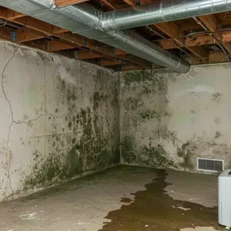 Professional Mold Removal in Saint Clair County, IL